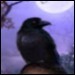 [D] Escape from Ravenhearst